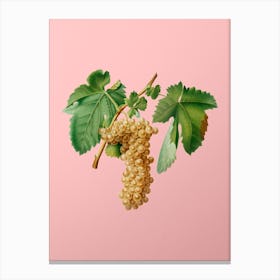 Vintage Trebbiano Grapes Botanical on Soft Pink n.0667 Canvas Print