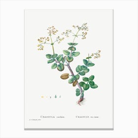 Crassula Cordata, Pierre Joseph Redoute Canvas Print