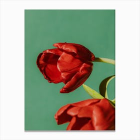 Red Tulips Canvas Print