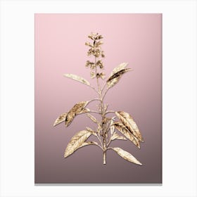 Gold Botanical Sage Plant on Rose Quartz n.0123 Canvas Print
