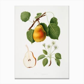 Pear (Pyrus Pompeiana) From Pomona Italiana (1817 1839), Giorgio Gallesio Canvas Print