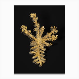 Vintage Yellow Gorse Flower Botanical in Gold on Black n.0112 Canvas Print