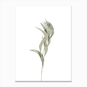 Dried Plant Canvas Print
