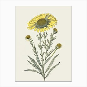 Sneezeweed Wildflower Vintage Botanical Canvas Print