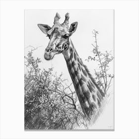 Giraffe With Their Head In The Branches Pencil Drawing 2 Canvas Print