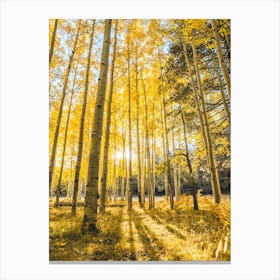 Autumn Leaves Aspen Forest Canvas Print
