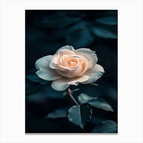 White Rose Canvas Print