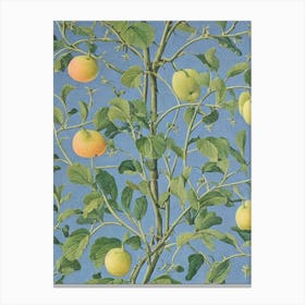Quince 3 tree Vintage Botanical Canvas Print