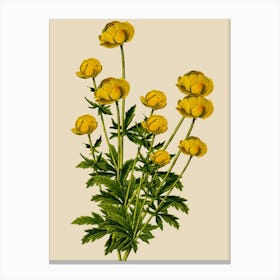 Yellow Poppy Canvas Print