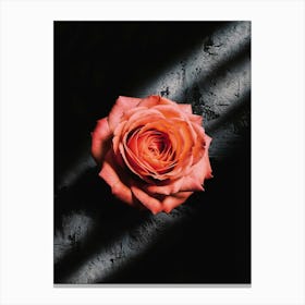 Peach Rose Canvas Print