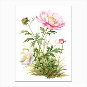 Peony Wildflower In Grassland (1) Canvas Print