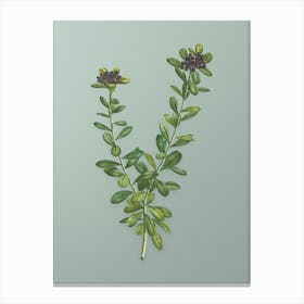Vintage Daphne Sericea Flowers Botanical Art on Mint Green n.0500 Canvas Print