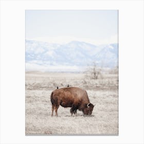 Birds Resting On Bison Canvas Print