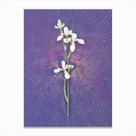 Vintage Siberian Iris Botanical Illustration on Veri Peri n.0806 Canvas Print