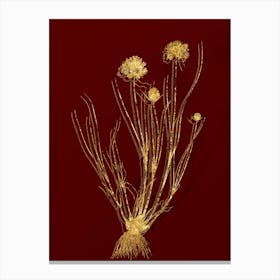 Vintage Allium Globosum Botanical in Gold on Red n.0517 Canvas Print