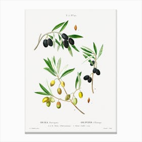 Willow Leaved Pear, Pierre Joseph Redoute Canvas Print