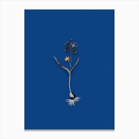 Vintage Alpine Squill Black and White Gold Leaf Floral Art on Midnight Blue n.0947 Canvas Print
