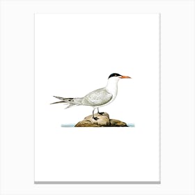 Vintage Caspian Tern Bird Illustration on Pure White n.0143 Canvas Print