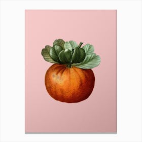 Vintage Bigarade Orange Botanical on Soft Pink n.0188 Canvas Print