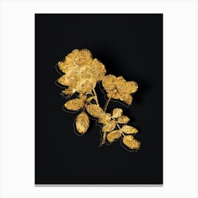 Vintage Sweetbriar Rose Botanical in Gold on Black n.0434 Canvas Print