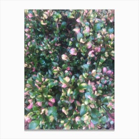 Pink And Green Shrub Canvas Print