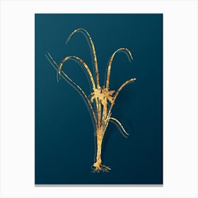 Vintage Grass Leaved Iris Botanical in Gold on Teal Blue n.0291 Canvas Print