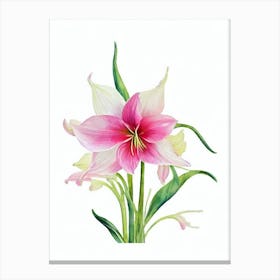 Amaryllis Watercolour Flower Canvas Print