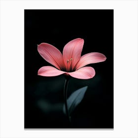 Pink Flower 5 Canvas Print