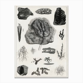 Collection Of Various Fossil, Oliver Goldsmith, 1 Canvas Print
