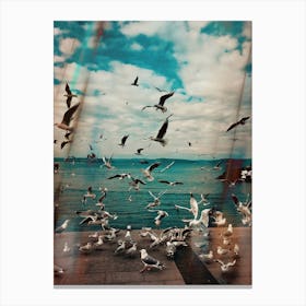 Seagulls On The Coast Canvas Print