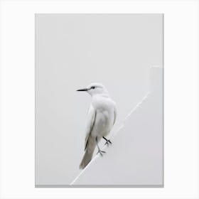 White Bird Perched On Wall Canvas Print