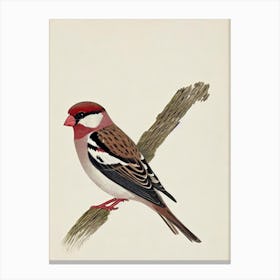 House Sparrow Illustration Bird Canvas Print