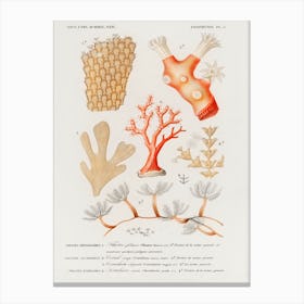 Different Types Of Corals, Charles Dessalines D'Orbigny Canvas Print