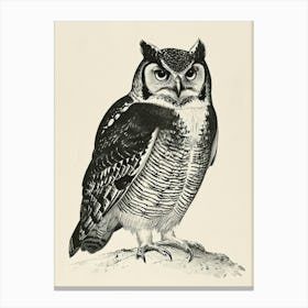 Northern Hawk Owl Vintage Illustration 3 Canvas Print