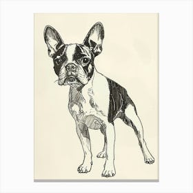 Boston Terrier Dog Line Sketch 1 Canvas Print