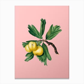 Vintage Hawthorne Botanical on Soft Pink n.0389 Canvas Print