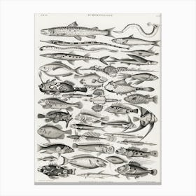 Ichthyology, Oliver Goldsmith 1 Canvas Print