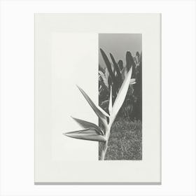 Bird Of Paradise Flower Photo Collage 1 Canvas Print