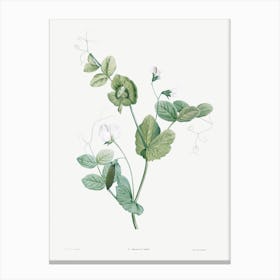 White Lolliradio Pea Flower, Pierre Joseph Redoute Canvas Print