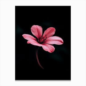 Pink Flower 8 Canvas Print