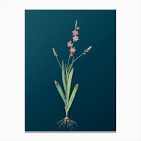 Vintage Ixia Scillaris Botanical Art on Teal Blue n.0782 Canvas Print