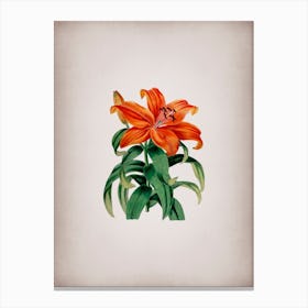 Vintage Thunberg's Orange Lily Botanical on Parchment n.0805 Canvas Print