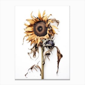 Dead Sunflower 5 Canvas Print