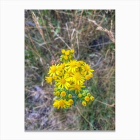 Yellow Wildflower Canvas Print