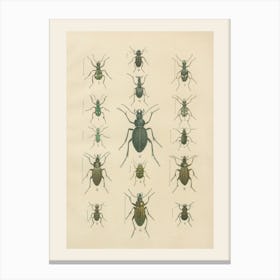 Beetle Illustration Canvas Print