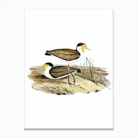 Vintage Wattle Pewit Bird Illustration on Pure White n.0175 Canvas Print