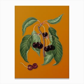 Vintage Hard Fleshed Cherry Botanical on Sunset Orange n.0021 Canvas Print