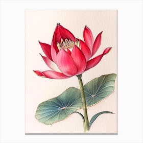 Red Lotus Watercolour Ink Pencil 1 Canvas Print