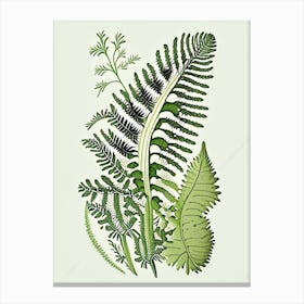 Maidenhair Spleenwort Wildflower Vintage Botanical Canvas Print