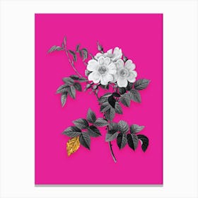 Vintage White Rosebush Black and White Gold Leaf Floral Art on Hot Pink n.0359 Canvas Print